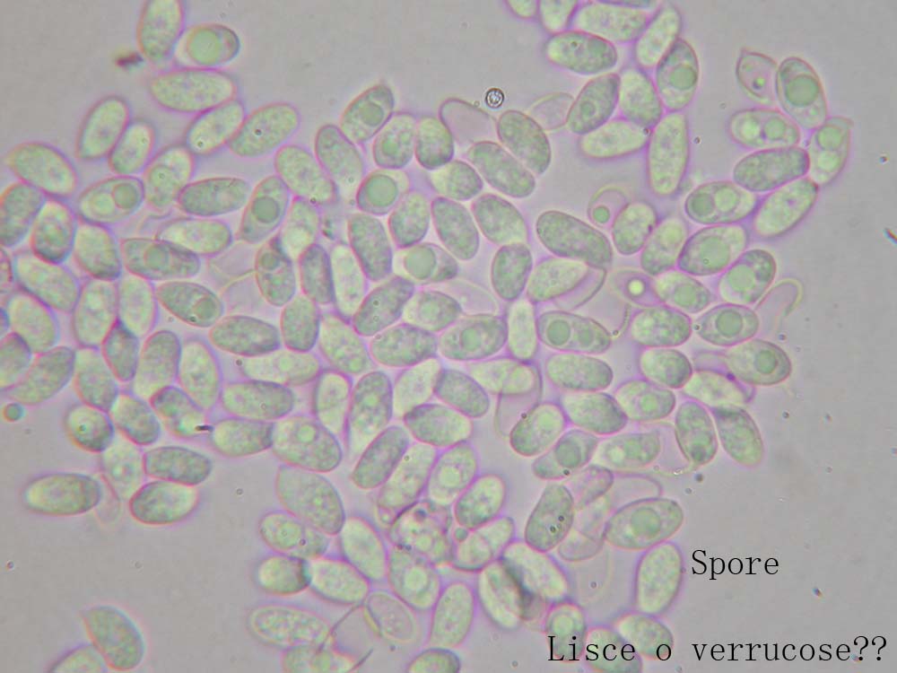 Leucopaxillus?